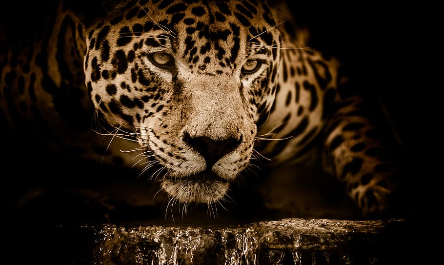 jaguar, water, stalking, eyes, menacing, fearsome, male, focus, wildlife, animals