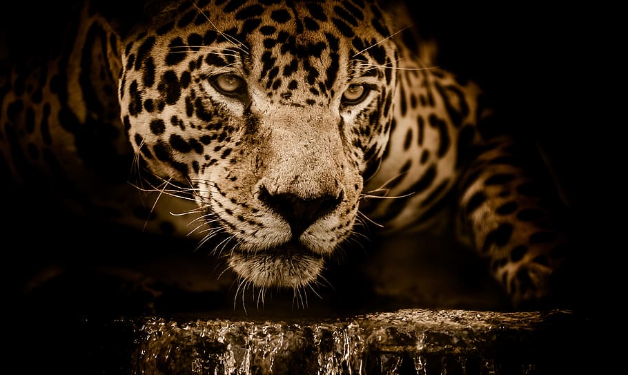 brown, leopard, surface, jaguar, water, stalking, eyes, menacing, fearsome, male
