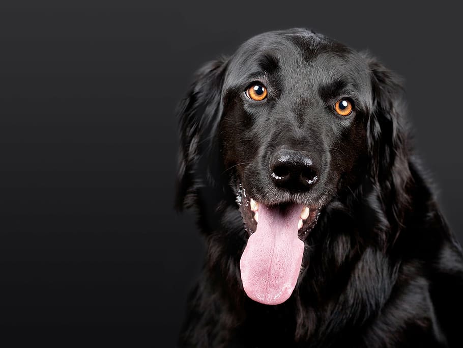 primer plano, foto, de pelo corto, negro, perro, hovawart, mascota, fondo negro, cabeza de perro, hundeportrait