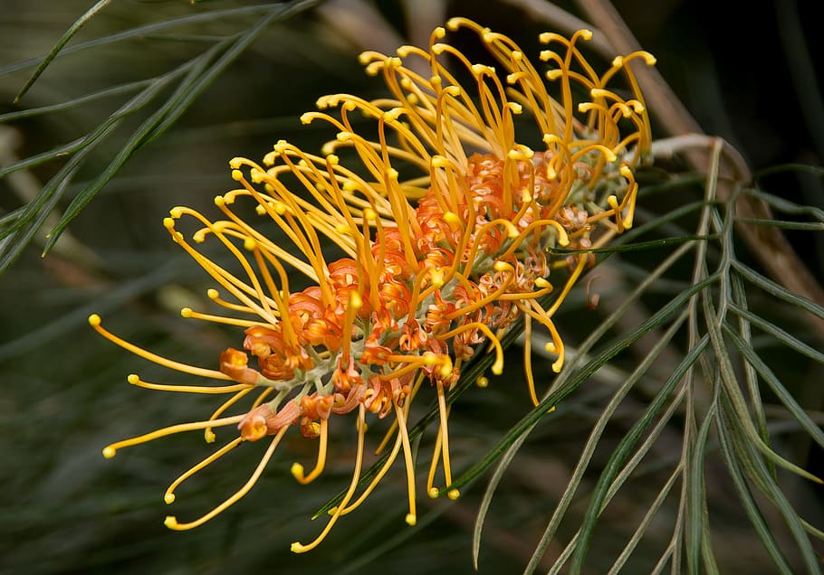 grevillea, miel de oro, flor, australiano, nativo, naranja, dorado, néctar, arbusto, jardín