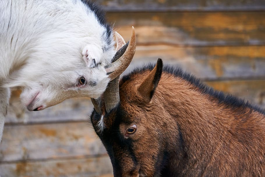 goats, fight, deals, bellows, get it all, play, bock, animal, fighting stance, nature