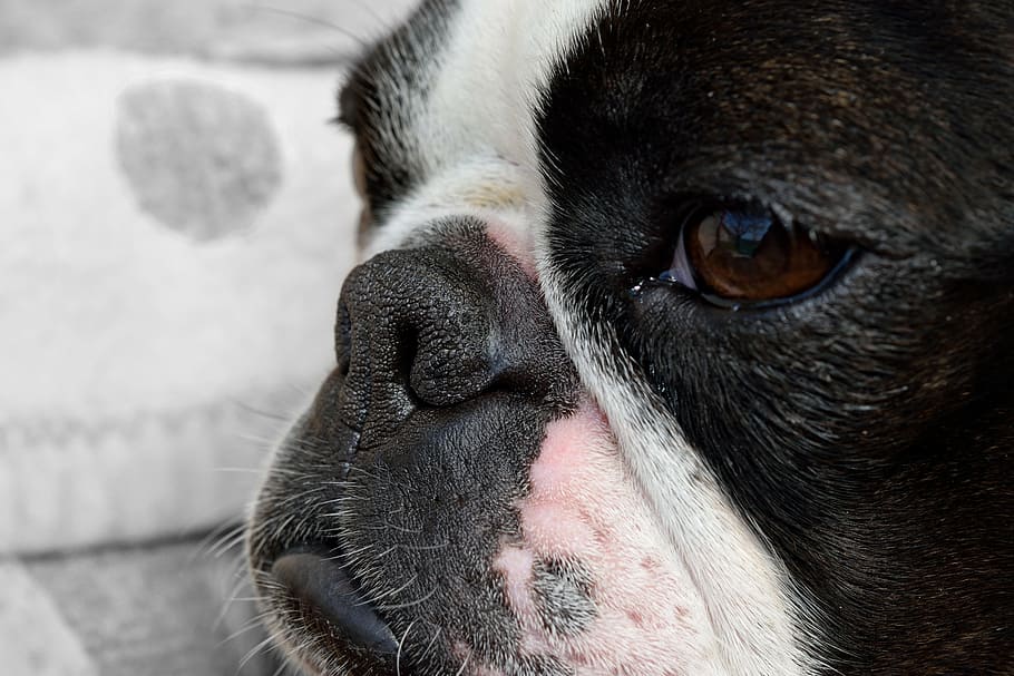 dog, detail, snout, fatigue, boston terrier, cute, one animal, mammal, pets, domestic animals