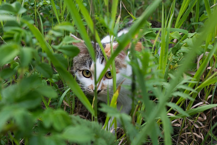 cat, sneaks, hunter, grass, multi color, animal, domestic Cat, nature, pets, cute