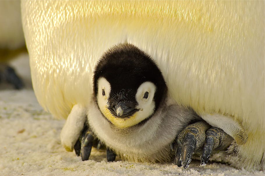 emperor penguin chick, penguin, baby, antarctic, life, animal, emperor, cute, ice, antarctica