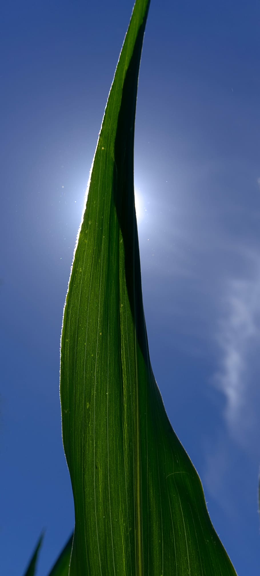 Maíz, hoja, luz de fondo, sol, hoja de maíz, rayo de sol, cielo, azul, verde, hojas