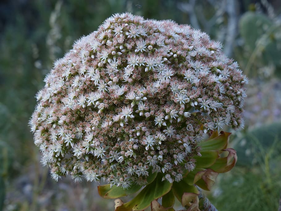 Inflorescence, Flowers, White, city aeonium, dome-shaped, aeonium urbicum, aeonium, thick sheet greenhouse, crassulaceae, plant