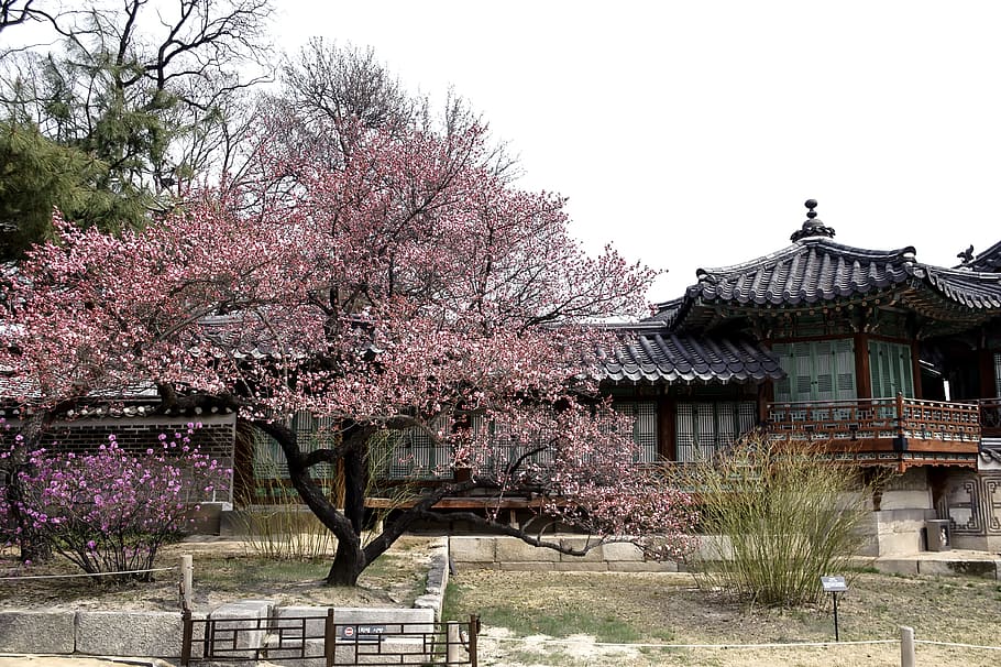 серый, деревянный, дом, окруженный, деревья, республика корея, традиционный, запретный город, строительство, двери живут