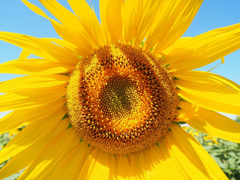sunflower, sun flower, inflorescence, flower basket, tongue flower, tubular flowers, helianthus annuus, flower, nature, plant