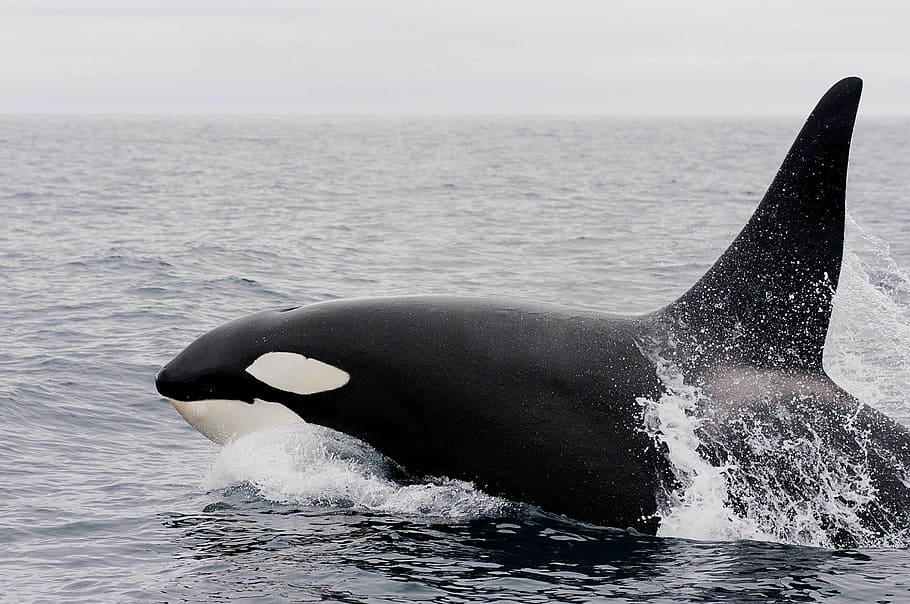 preto, branco, baleia assassina, corpo, água, dia, orca, violando, oceano, mamífero