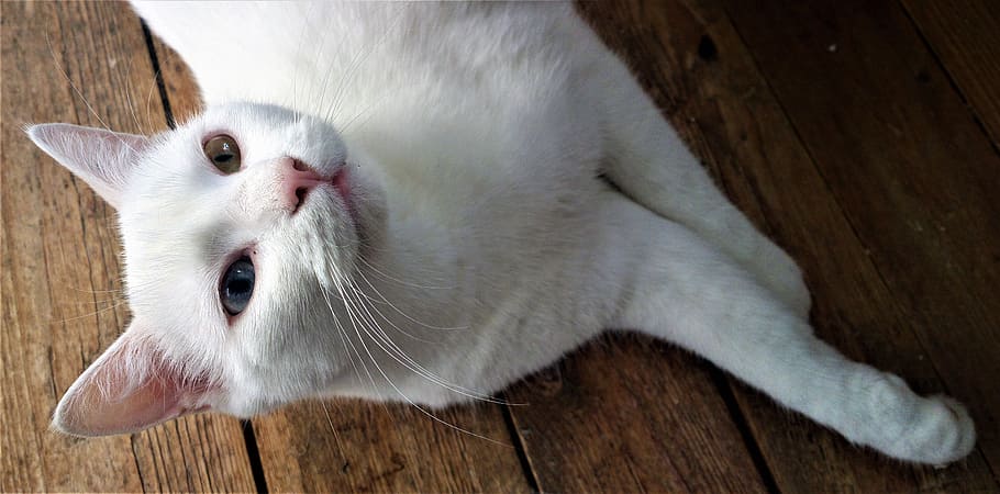cat, white cat, pussycat, cat face, feline, white, cats, animals, cute cat, pets