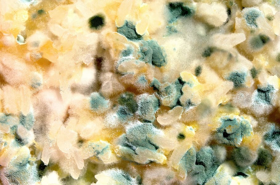 closeup, rice, overgrown with mold, eating, moldy, wrong, green, yellow, old, backgrounds