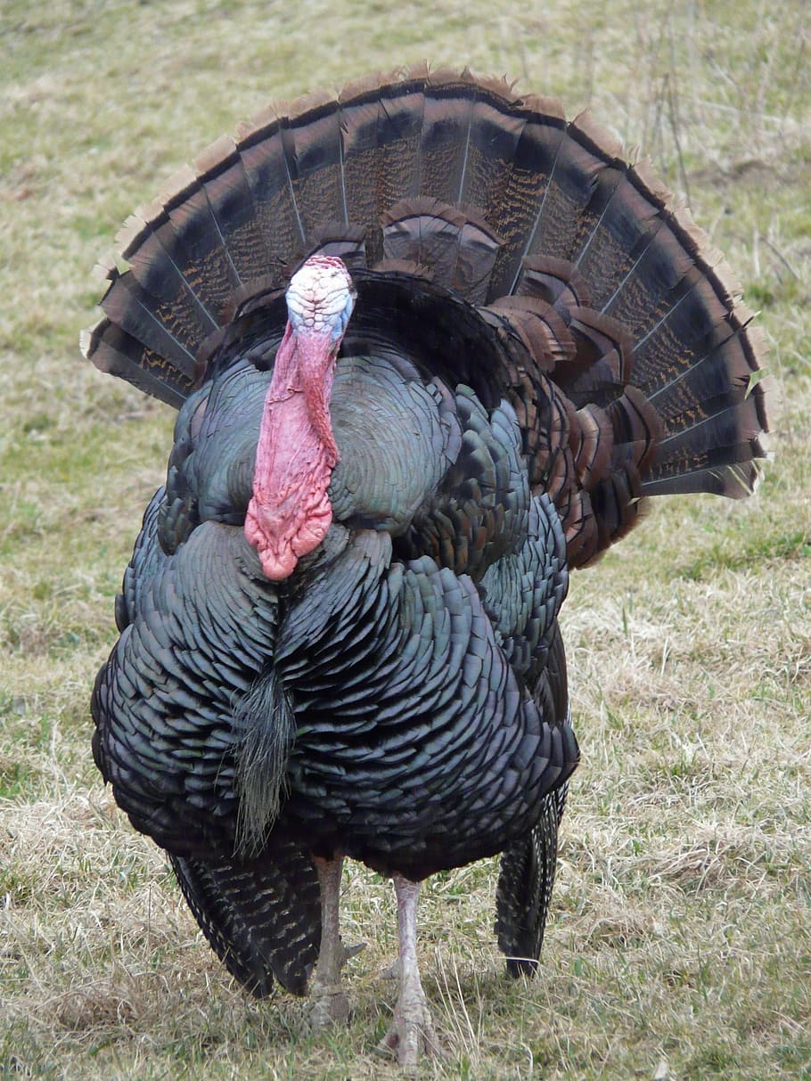 turkey, standing, grass, wild turkey, meleagris gallopavo, wild truthuhn, species, bird, animal, chicken