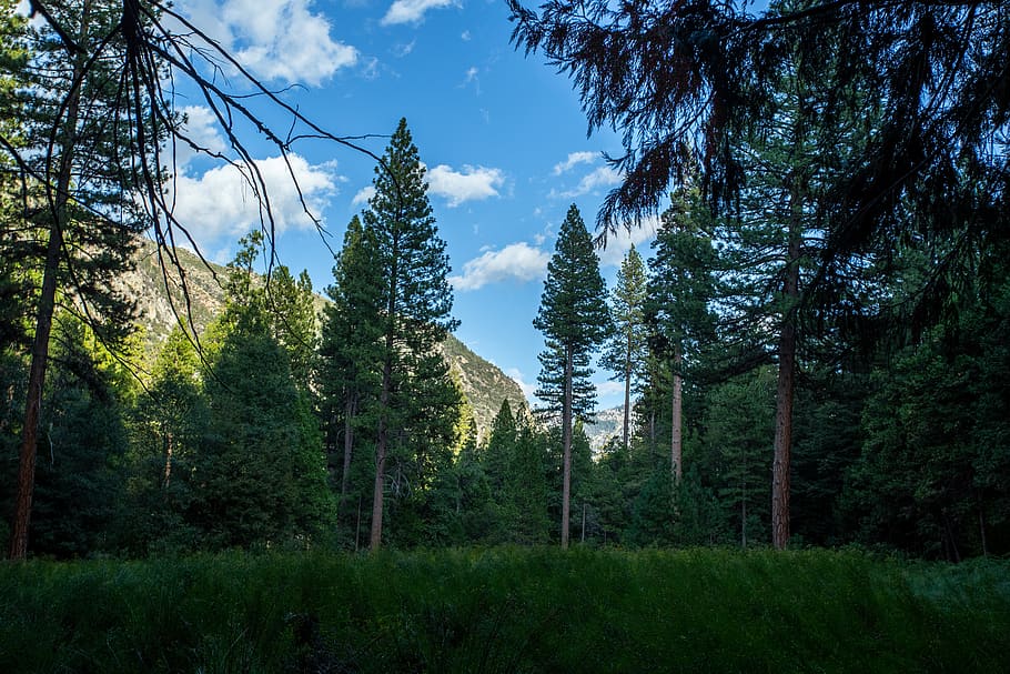 woods, kings canyon, national parks, canyon, mountain, forest, travel, sierra, idyllic, landscape