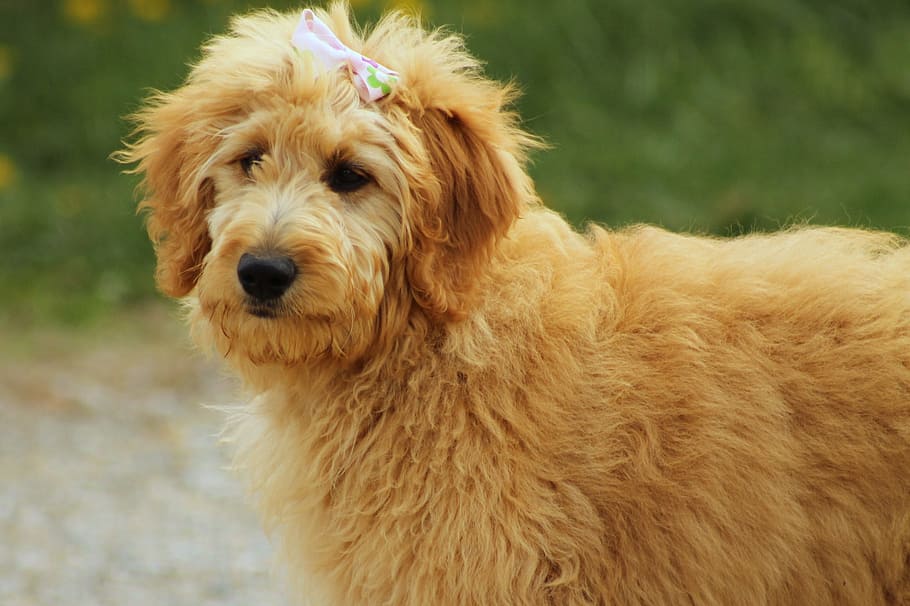 medium long-coated fawn dog, Goldendoodle, Dog, Canine, Pet, Animal, pet, animal, doodle, golden, cute