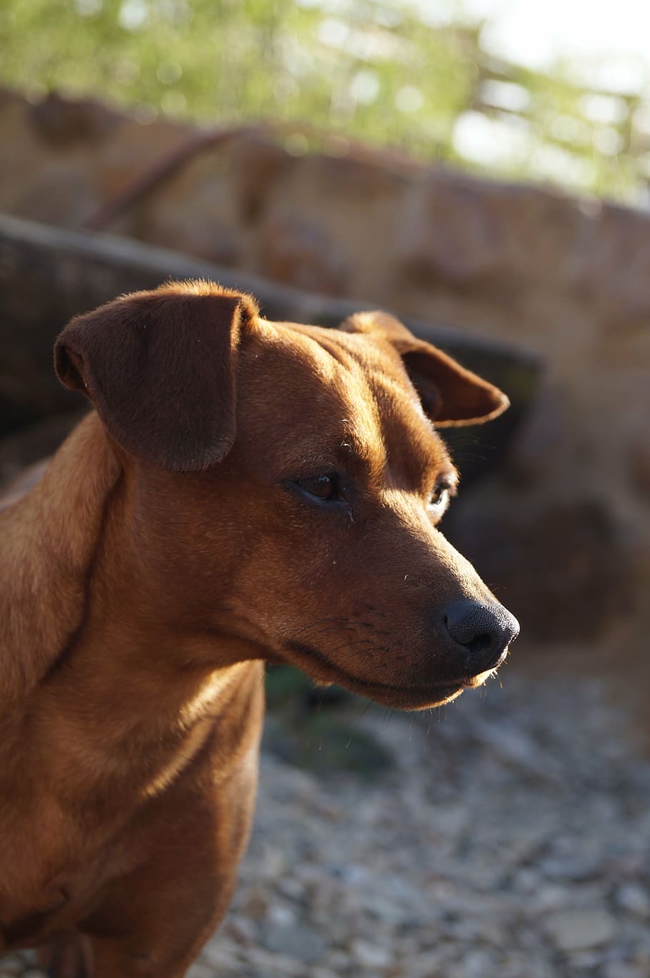 Anjing Coklat Domestik Hidung Kecil Mamalia Hewan Domestik Tema Hewan Hewan Peliharaan Satu Hewan Pxfuel