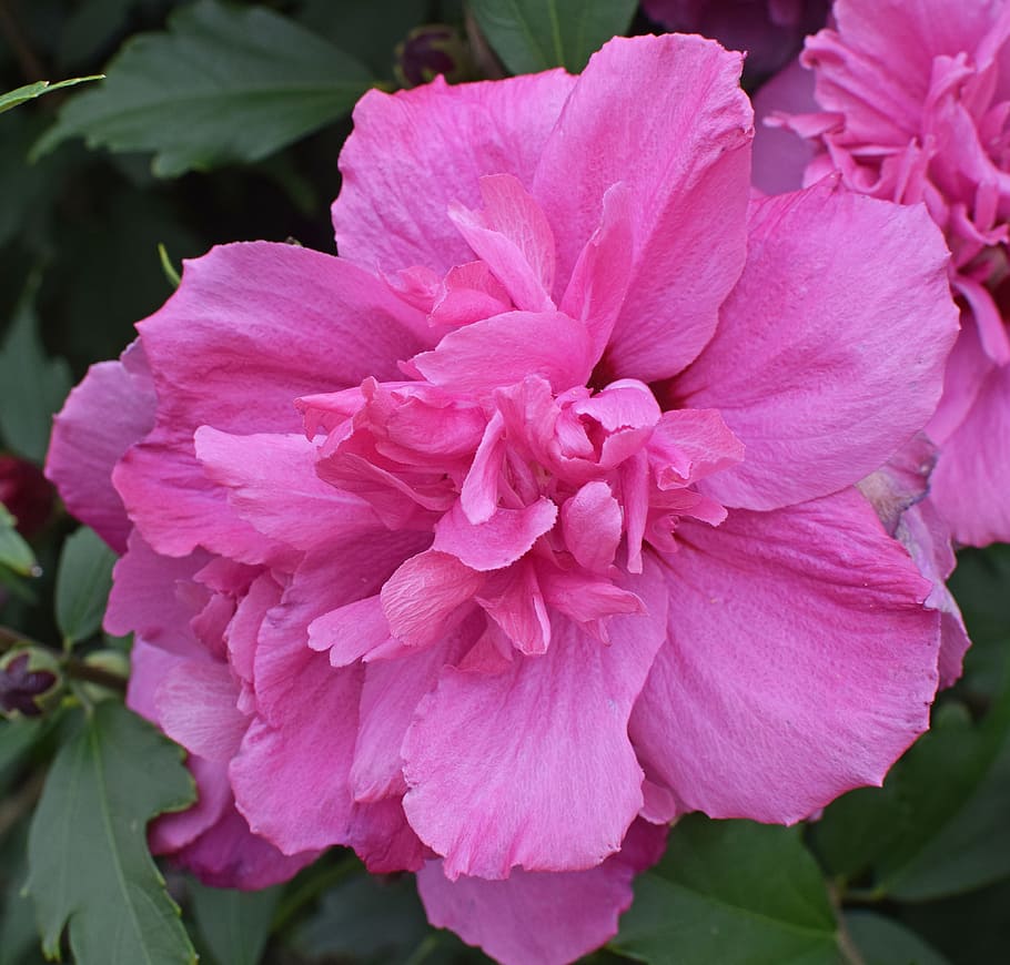 Double Rose, Rose Of Sharon, Flower, Blossom, double rose of sharon, bloom, tree, nature, garden, colorful