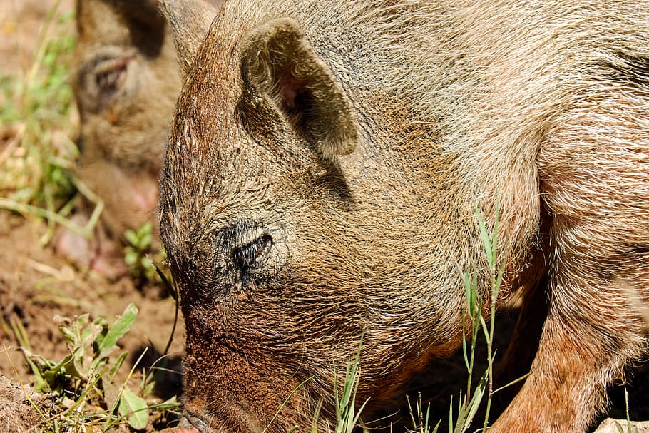 close-up photo, two, boars, Boar, Sow, Wild Pigs, Creature, pig, vertebrate, mammal