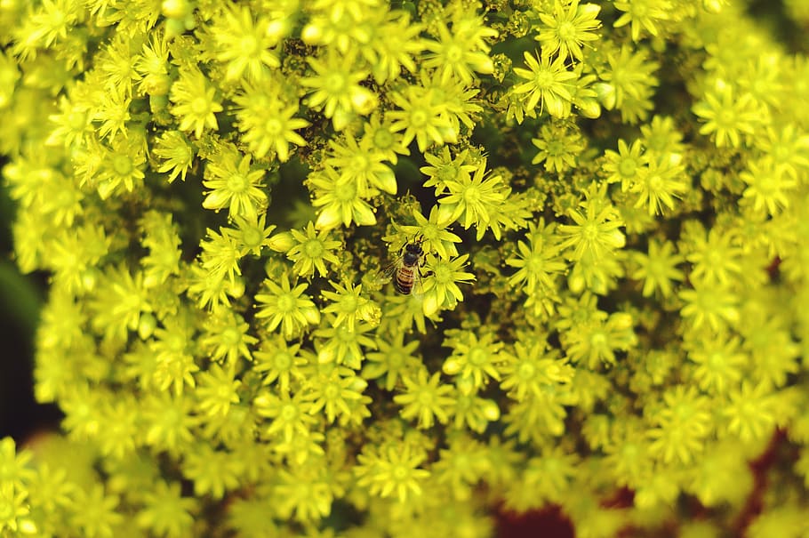 amarillo, verde, flor, abeja, naturaleza, pétalos, polen, flores, desenfoque, planta