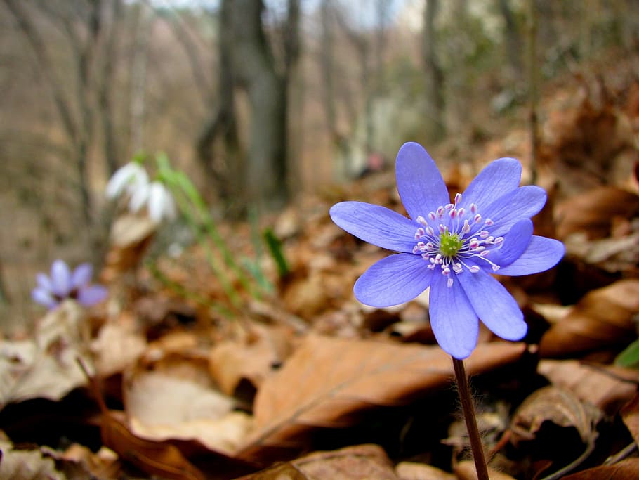 shallow, focus photography, purple, hepatica flower, flower, liverwort, daisy, flowers, spring, forest