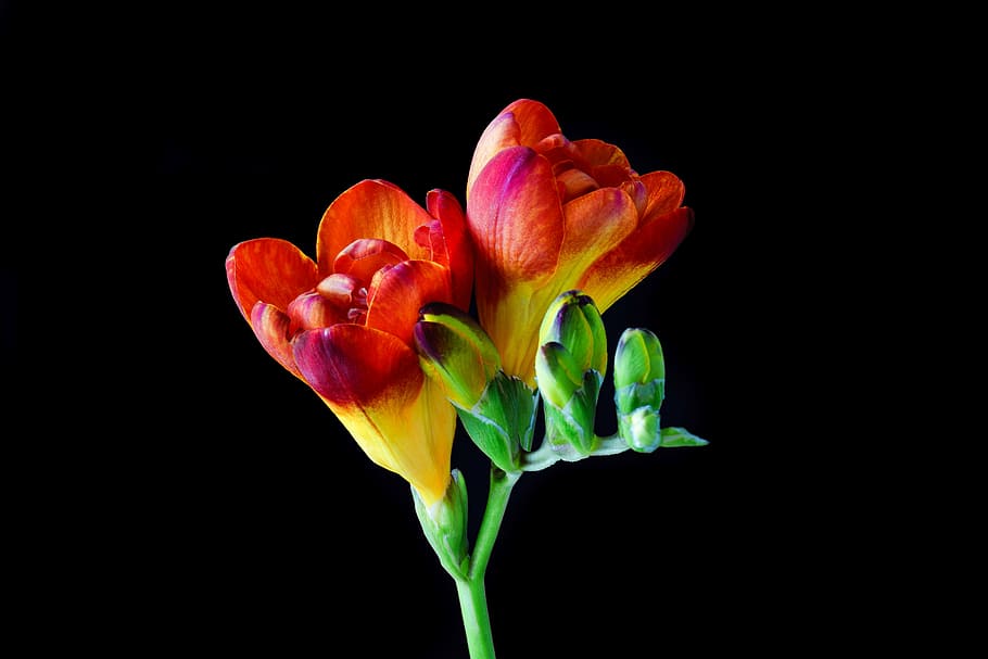 red, freesia flower macro photography, sia, flower, blossom, bloom, spring, close, colorful, schnittblume