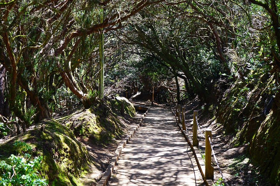pathway, surrounded, trees, trail, away, path, tenerife, anaga landschaftspark, parque rural de anaga, anaga