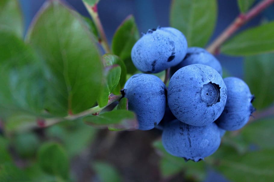 bunch of blueberry, blueberry, culinary, food, sprigs, kitchen, fruit, healthy eating, food and drink, freshness