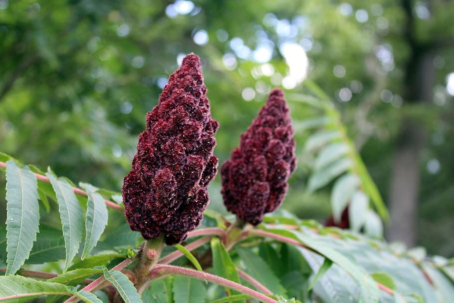 tree, plant, nature, inflorescence, sumac octowiec, sprig, flora, flowers, summer, growth