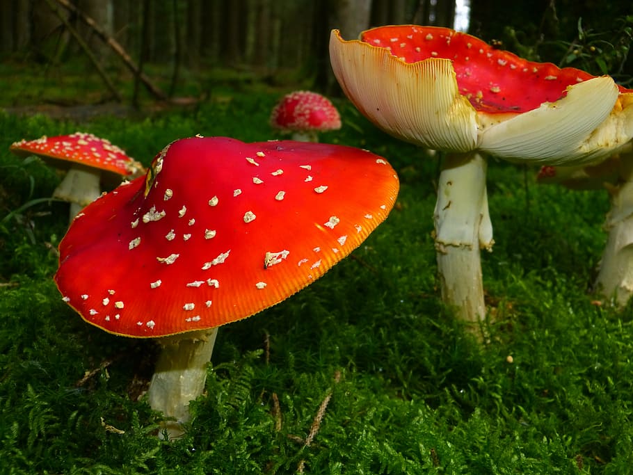 red, white, mushrooms, fly agaric, red fly agaric mushroom, toxic, spotted, autumn, forest, nature