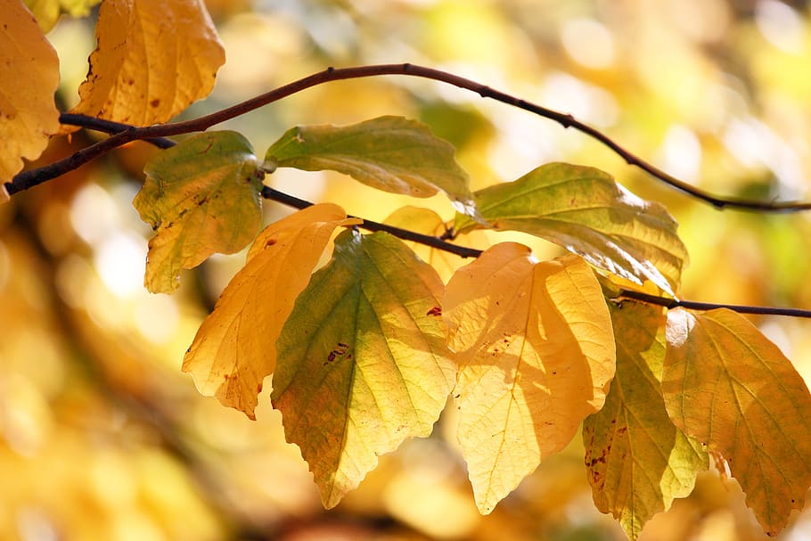 jatuh dedaunan, musim gugur, daun, alam, hutan, warna musim gugur, daun musim gugur, oktober, suasana musim gugur, muncul