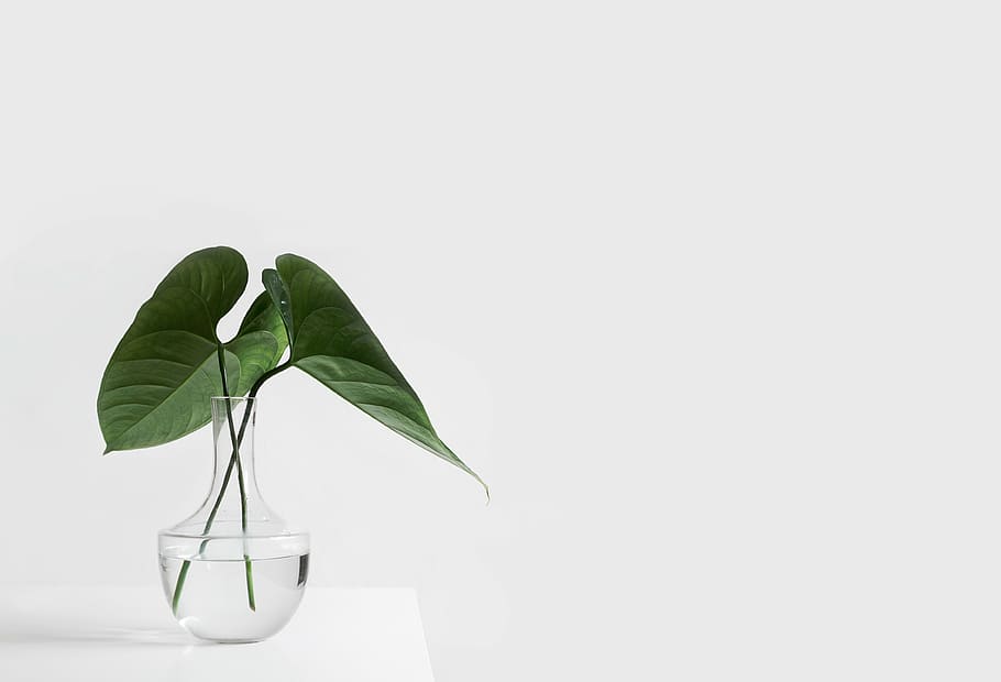 em vaso, verde, planta, branco, superfície, estética, mesa, vaso, plantas, folhas
