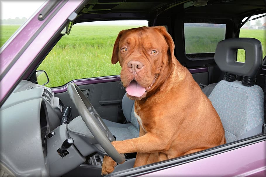 dog, car driver seat, dogue de bordeaux, pet, car, driving, steering, motor vehicle, canine, mode of transportation
