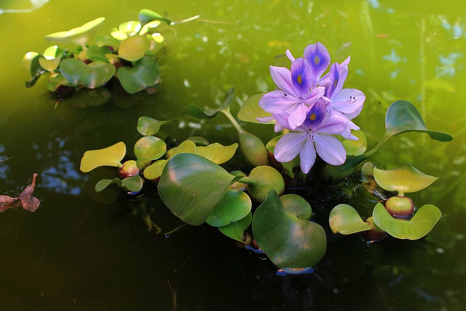 water hyacinth, plant, purple, blossom, nature, flower, water Lily, pond, petal, leaf