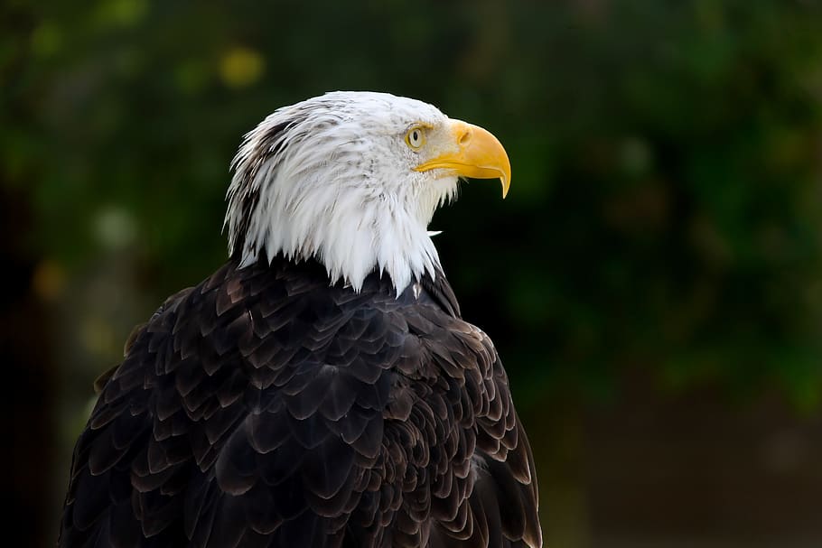 águila calva, pájaro, haliaeetus leucocephalus, rapaz, ave de rapiña, adler, de cerca, plumaje, cuenta, pluma