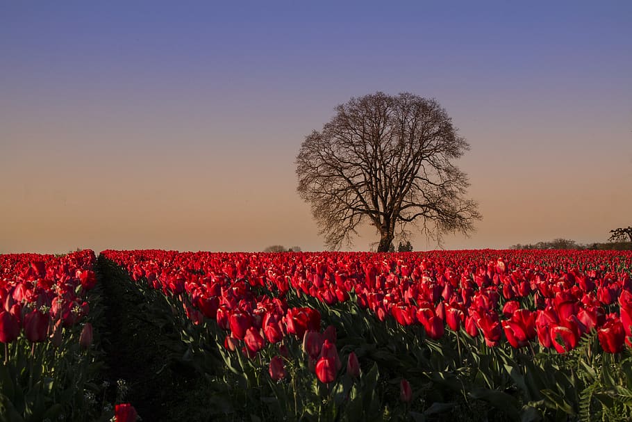 tulips, field, nature, tree, flowers, bloom, sunset, spring, colorful, garden