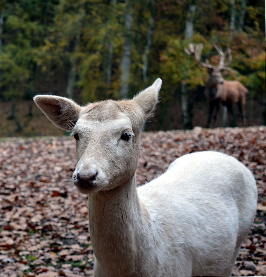 roe deer, wild, scheu, close, nature, forest, female, fallow deer, capreolus capreolus, deer