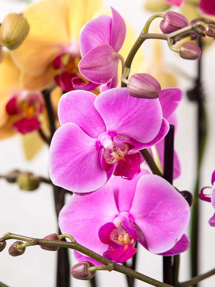 orchid, phalaenopsis, butterfly orchid, tropical, pink, blossom, bloom, plant, white, queen of flowers