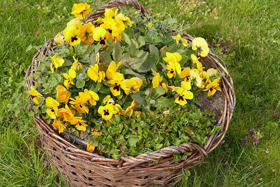 Pansy, Early Bloomer, Bauer, Basket, bauer basket, spring flower, signs of spring, color, plant, yellow