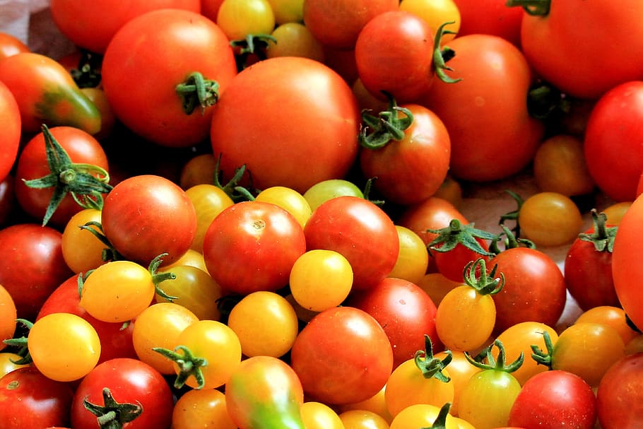 赤 黄色 トマト トマト収穫 健康 食品 野菜 フリッシュ 食べ物と飲み物 食べ物 Pxfuel