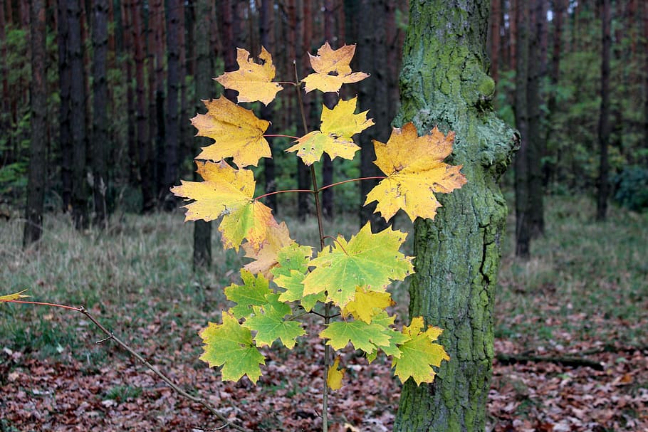 un árbol joven, clon, bosque, follaje, colores, estaciones del año, colores de otoño, otoño, amarillo, follaje de otoño