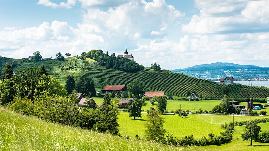 green, grass field, houses, landscape, vines, chapel, wine, nature, laughter-zürichsee, plant