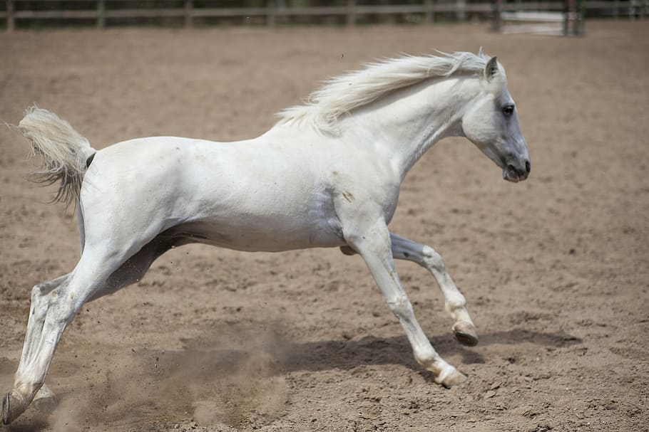 white horse, horse, animal, portrait, ride, nature, cute, mammal, nose, thoroughbred horse
