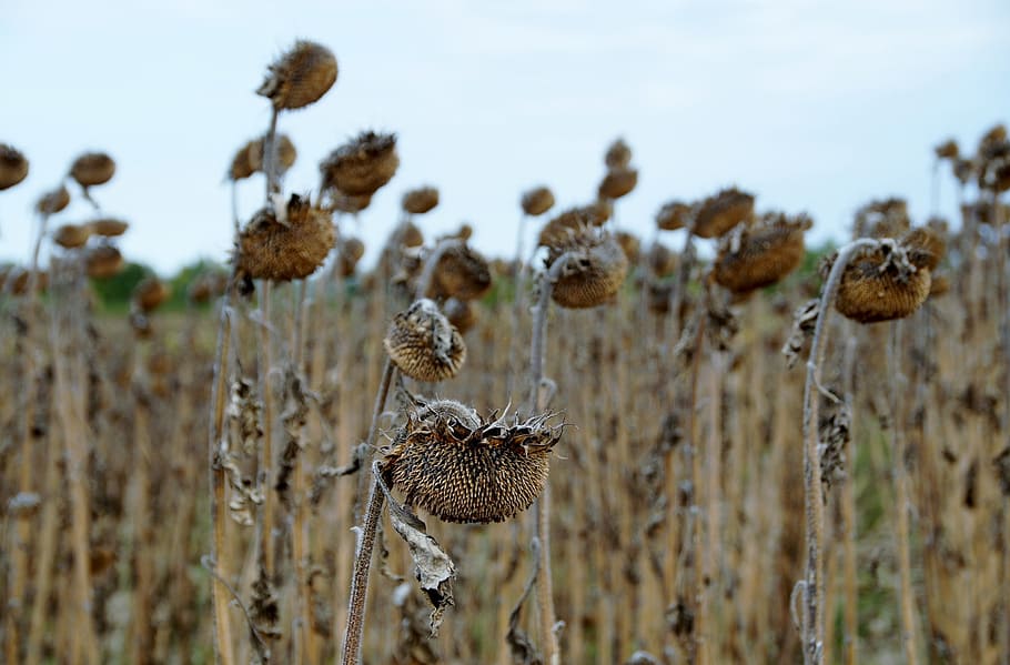 dried sunflowers, sunflower, mature, dry, withered, field, seeds, drought, plant, nature