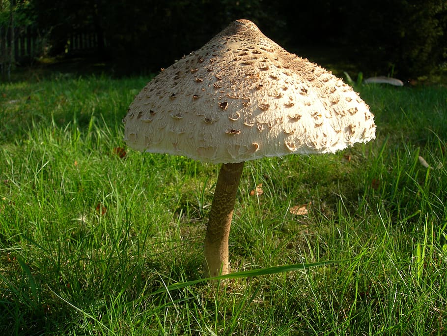 macrolepiota procera, mushroom, agaric, hat, grass, plant, growth, land, green color, nature