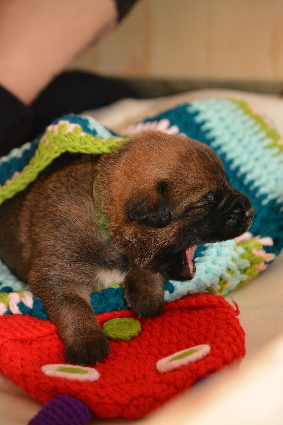 puppy, tired, hunger, boxer, belgian shepherd dog, hybrid, dog, pet, young, young dog
