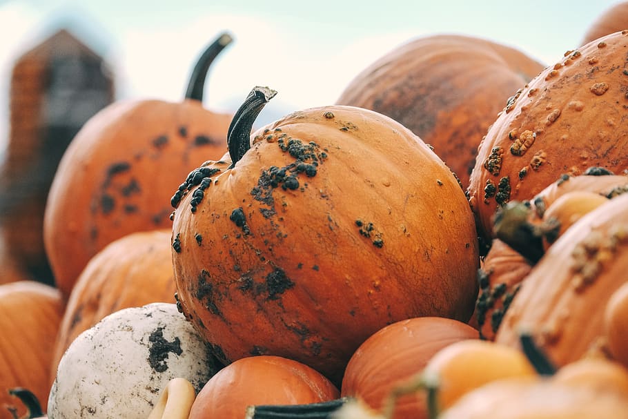 pumpkin, color, orange, squash, vegetable, halloween, food and drink, food, freshness, healthy eating