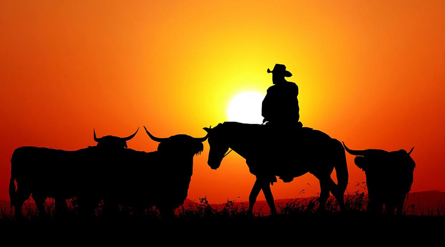sunset, nature, cows, western, orange, scenic, twilight, evening, color, mammal