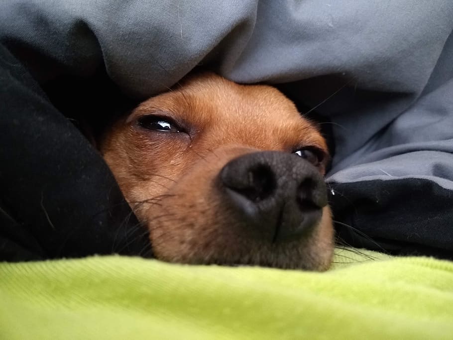 perro, nariz, sueño, fundas, cama, cachorro, chihuahua, un animal, mascotas, perros