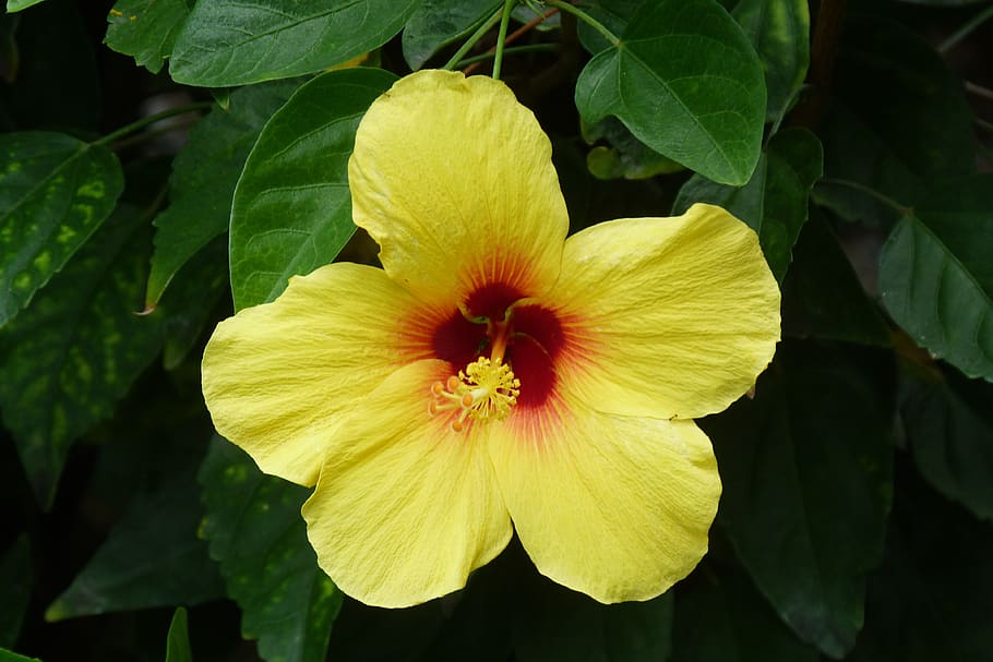 hibisco, amarelo, flor, havaí, planta, pétala, plantar, frescura, fragilidade, beleza da natureza