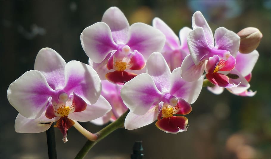 Phalaenopsis híbrida, Phalaenopsis, orquídea, blanco, rosa, rojo, planta de maceta, planta, tropical, floral