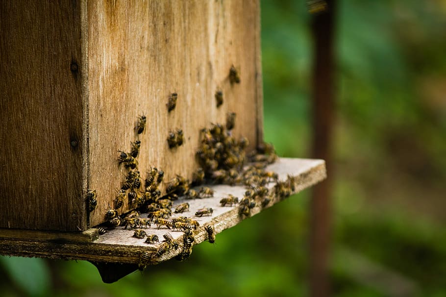 養蜂, 昆虫, ミツバチ, 蜂, 労働者, 蜂の巣, 蜂蜜, ボックス, 木材, 庭